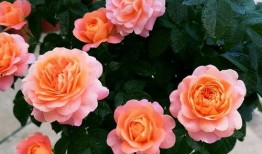 奶奶网在线观看,在线观看，重温温馨时光